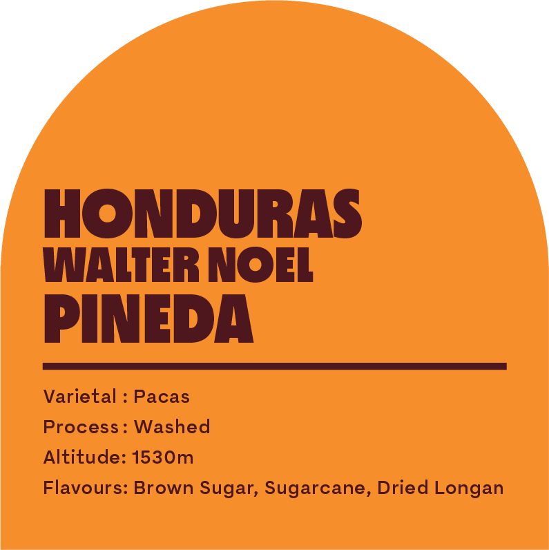 Honduras Walter Noel (Filter Roast)