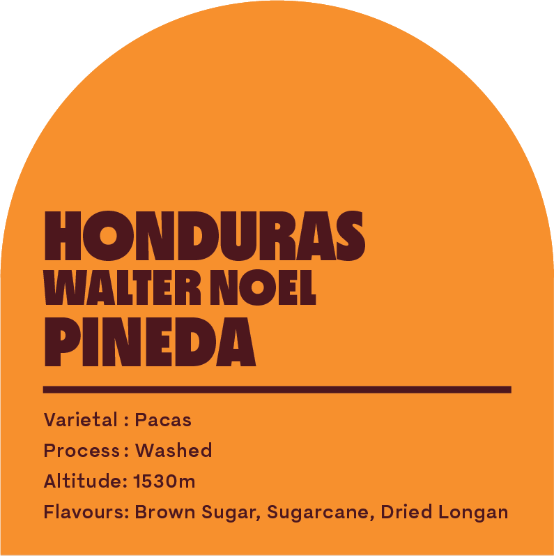 Honduras Walter Noel (Filter Roast)