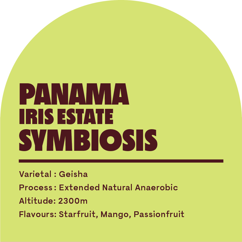 Panama Iris Estate Symbiosis (Filter Roast)